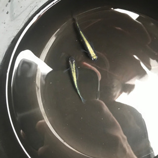 極ブラック　黒みゆき　黒幹之の画像