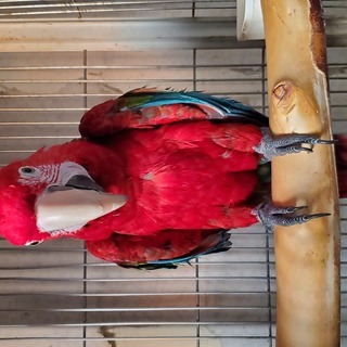 ベニコンゴウインコ　/　禽舎（鳥小屋）飼いができる方　よろしくお...