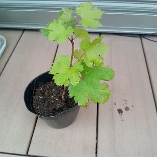 ワインぶどう　カベルネ・ソーヴィニヨンの苗　一年生