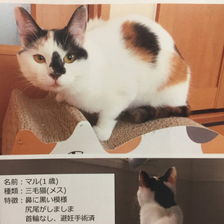 ★見つかりました【射水市大門】猫探しています❗️