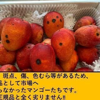 すぐ受け取り可能!　訳ありマンゴー2キロ　在庫限りの最終セール‼️の画像