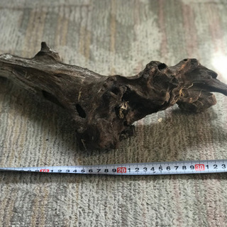 流木　アク抜き済み