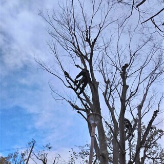 未経験でも大丈夫！！手に職で長く活躍！造園工・庭師・植木スタッフ...