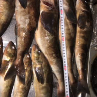 釣り仲間募集中