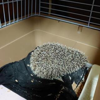 ハリネズミの赤ちゃんです