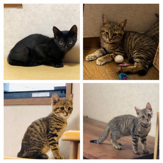 生後2〜3ヶ月の子猫　キジトラ・黒猫　4匹兄弟