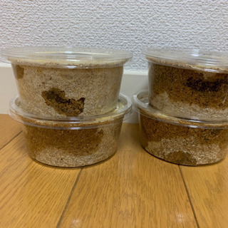 タランドゥスオオツヤクワガタ 幼虫×4