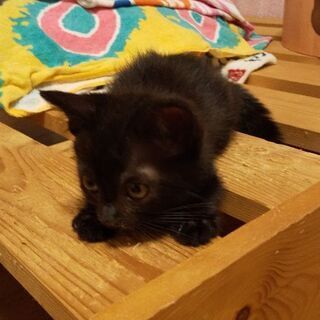 里親様決定。 黒猫    メス    1ヶ月   まっくろくろすけ似。