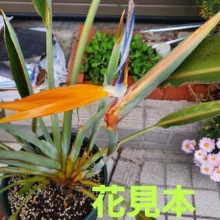 観葉植物　ストレチア(極楽鳥)
