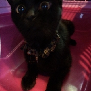 近所の猫飼育放棄からのセンター行きを阻止するべく優しい里親様と繋...