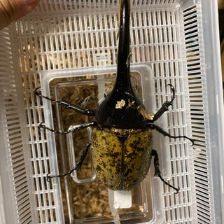 特価　ヘラクレスオオカブト　ペアの画像