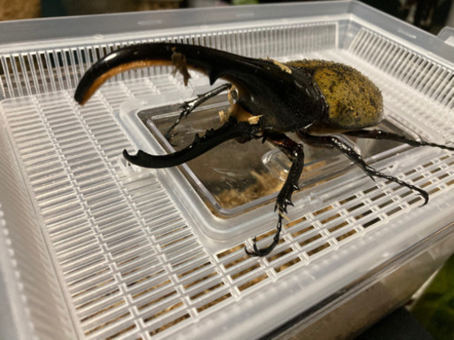 特価　ヘラクレスオオカブト　ペア