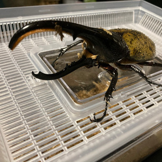 特価　ヘラクレスオオカブト　ペアの画像