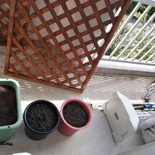 ベランダガーデニングと壁紙貼り一緒に作業