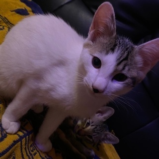 生後3ヶ月目の子猫ちゃん！緊急！ - 小諸市
