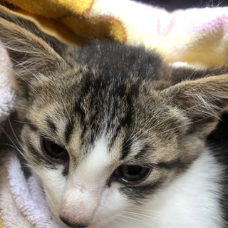 甘えん坊の3か月の子猫ちゃん