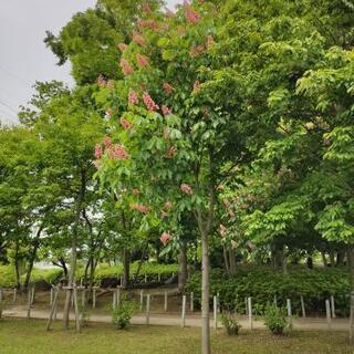 趣味仲間募集