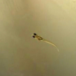 《募集2回目》ヒメダカの稚魚 差し上げます