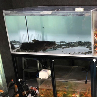 大型水槽の画像