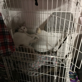 猫のゲージ