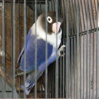 ボタンインコ、２才。