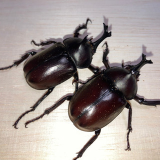 カブトムシ のオスメス交換