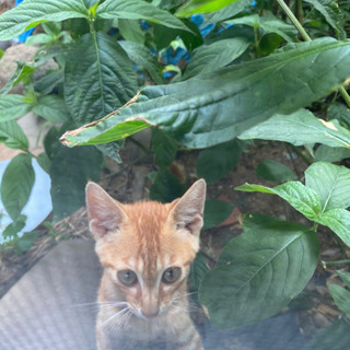 茶トラ子猫