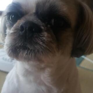 今年で四歳になりました。 - 西白河郡