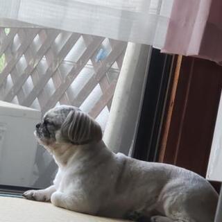 今年で四歳になりました。 - 犬