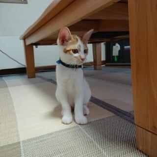 生後3ヶ月の仔猫、里親募集！
