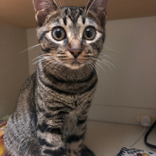 猫を探しています。