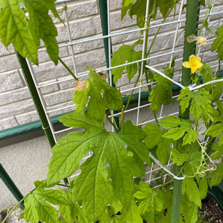 家庭菜園されている方好きな方