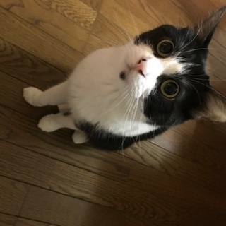 かわいいハチワレ猫です