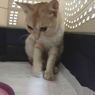 保護猫です！受付一時中断します！