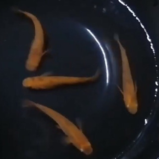 朱赤の個体に墨が乗る、赤虎めだかの卵の画像