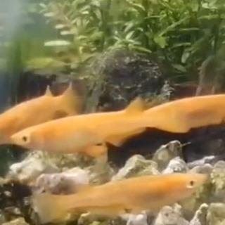 朱赤の個体に墨が乗る、赤虎めだかの卵の画像