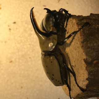 グラントシロカブト　成虫ペア　