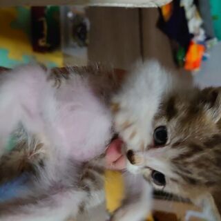 生後1ヶ月程と思われます。