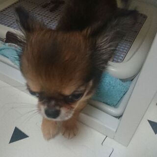 チワワ メスの子犬
