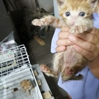 子猫達助けて下さい　かわいいですよ