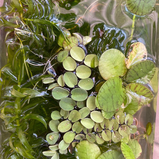 メダカ水槽の水草