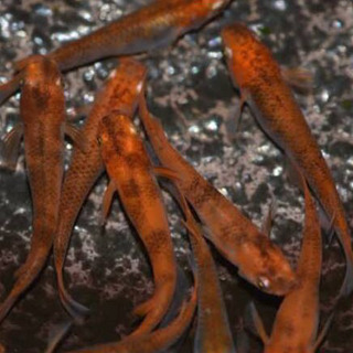 朱赤の個体に墨が乗る、赤虎めだかの卵の画像