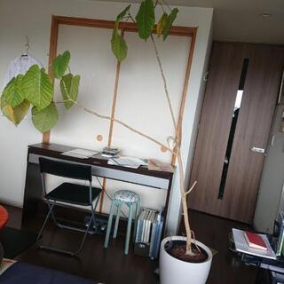 大型観葉植物  差し上げます