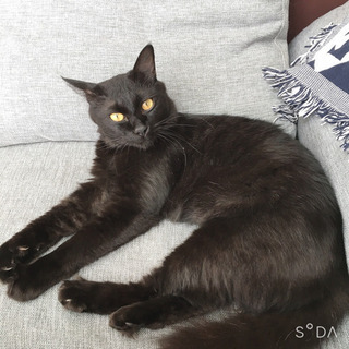 里親募集☆クロネコ☆オス去勢済み