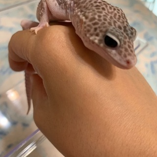 レオパードゲッコー(ヒョウモントカゲモドキ)
