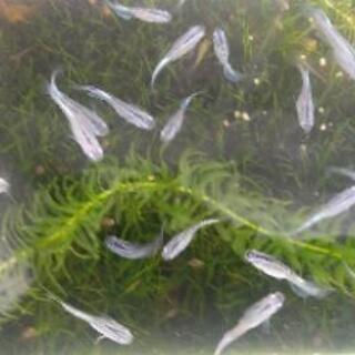 メダカ（めだか）の成魚、幼魚、稚魚ゆずります。 - 廿日市市