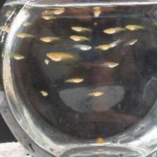 メダカ（めだか）の成魚、幼魚、稚魚ゆずります。 - スポーツ