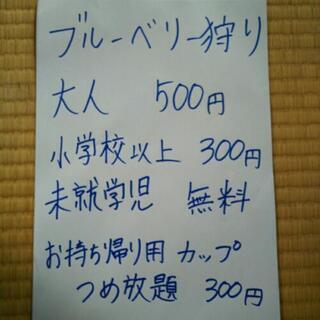ブルーベリー狩り