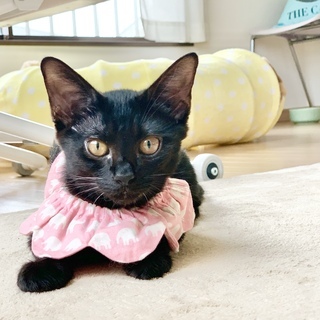 多頭飼育からレスキュー　元気いっぱい黒猫姉妹「アクビちゃん」