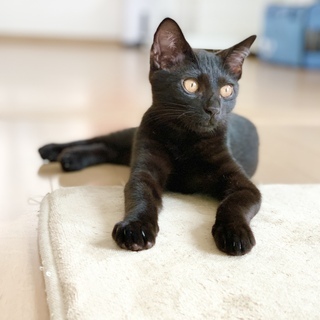 多頭飼育からレスキュー　おてんば黒猫姉妹「クシャミちゃん」
